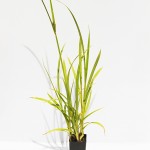 TALL FLATSEDGE